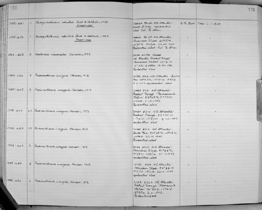 Paragathotanais robustus Bird & Holdich, 1988 - Zoology Accessions Register: Crustacea: 1984 - 1991: page 170