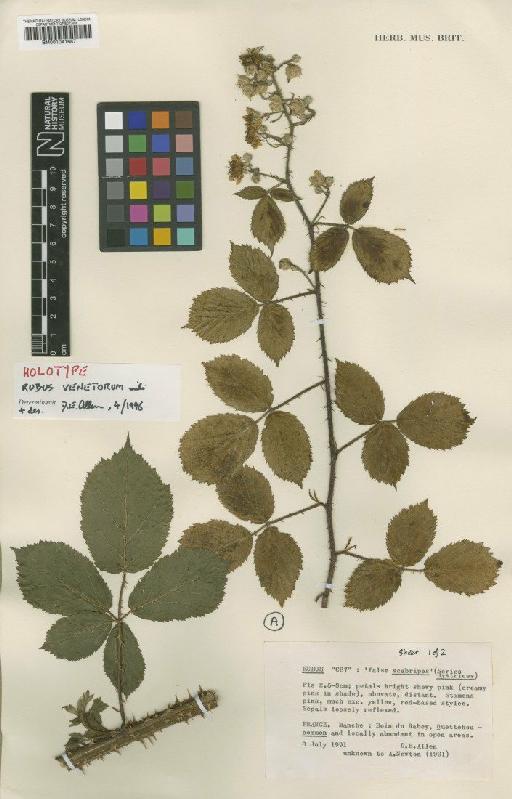Rubus series Hystrices venetorum D.E.Allen - BM001041687