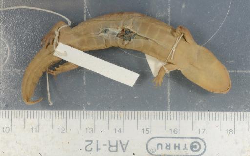 Desmognathus brimleyorum - 1946.9.6.67-pic2