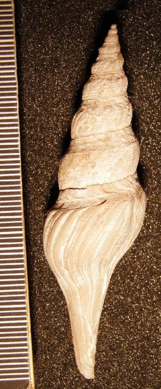 Turricula (Orthosurcula) teretrium crebrilinea (Edwards, 1857) - TG 1119. Turricula (Orthosurcula) teretrium crebrilinea (specimen 2)
