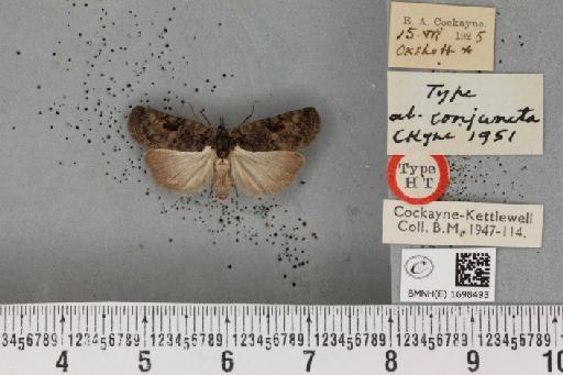 Nycteola revayana ab. conjuncta Cockayne, 1951 - BMNHE_1698493_295384