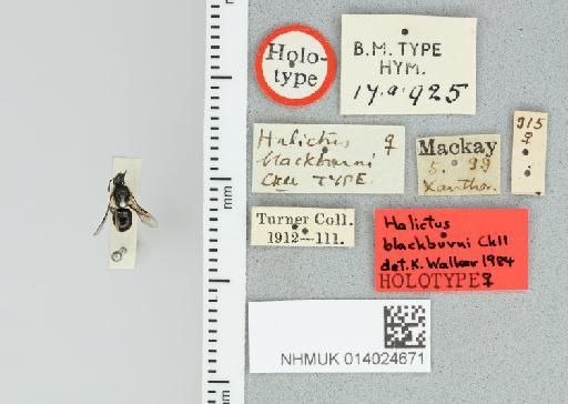 Homalictus blackburni Cockerell, 1910 - 014024671_837319_1645981-