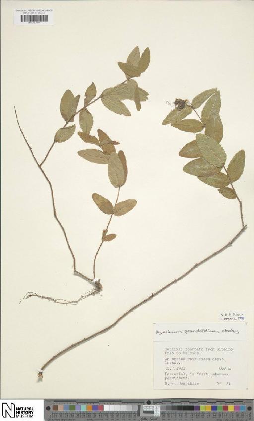 Hypericum grandifolium Choisy - BM001204418