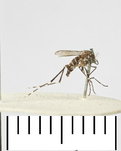 Aedes unilineatus Theobald - 22a