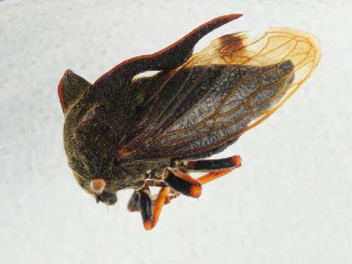 Centrotus cornutus (Linnaeus, 1758) - 014111558_dorsal_2_processed