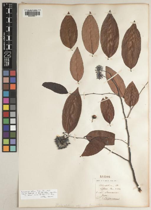 Sphaerocoryne affinis (Teijsm. & Binn.) Ridl. - BM000753717