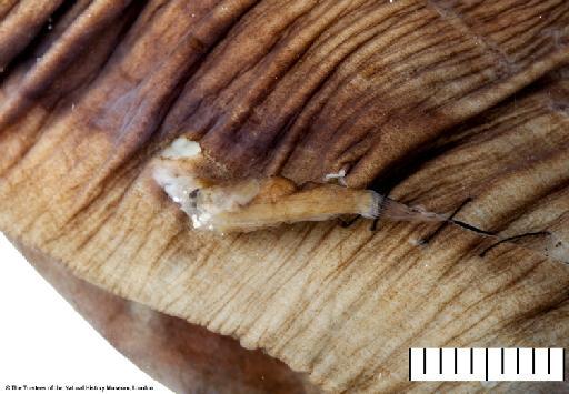Caulophryne polynema Regan, 1930 - BMNH 1930.2.7.1, HOLOTYPE, Caulophryne polynema, attached male 1