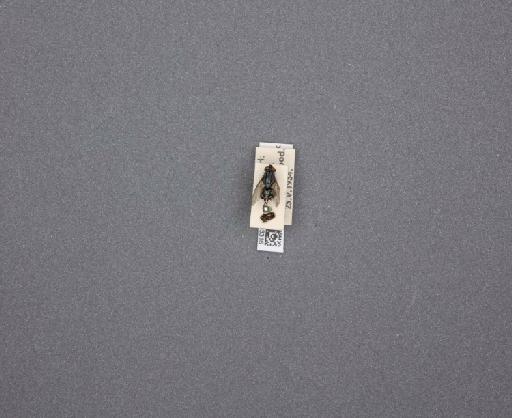 Sarcophaga (Thyrsocnema) incisilobata Pandelle, 1896 - 015093316_234562_1297059