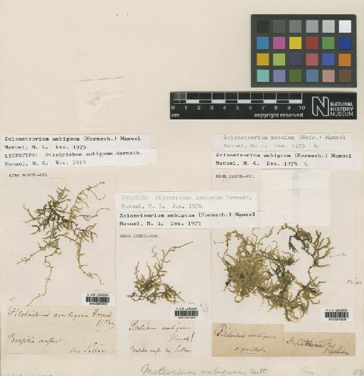 Meteoriopsis ambigua (Hornsch.) Broth. - BM000670906_a