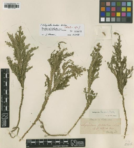 Selaginella banksii Alston - BM001038165