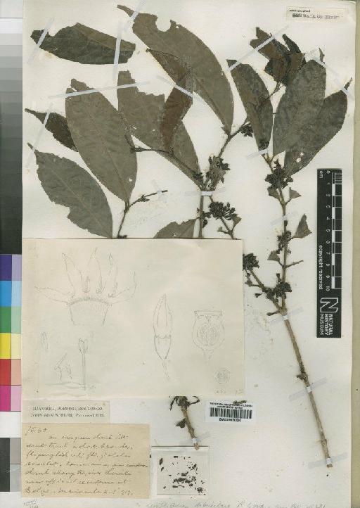 Aidia micrantha (Schum) F.White - BM000903024