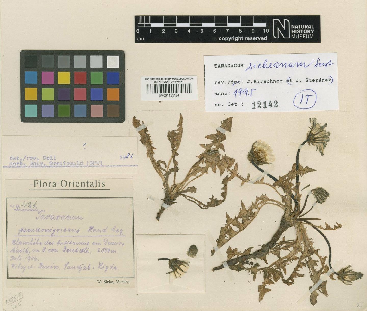 To NHMUK collection (Taraxacum sieheanum Soest; Isotype; NHMUK:ecatalogue:2865330)