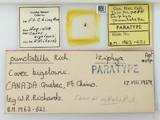 Iziphya punctata Hille Ris Lambers, 1960 - 015273584_112838_740616_7904078_Type