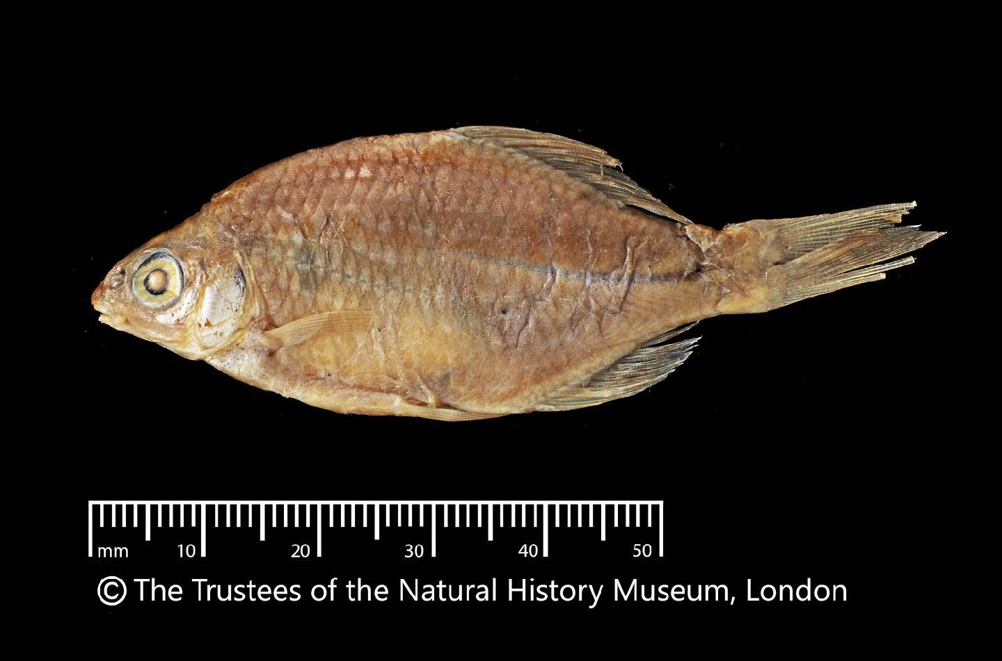 Acheilognathus barbatulus