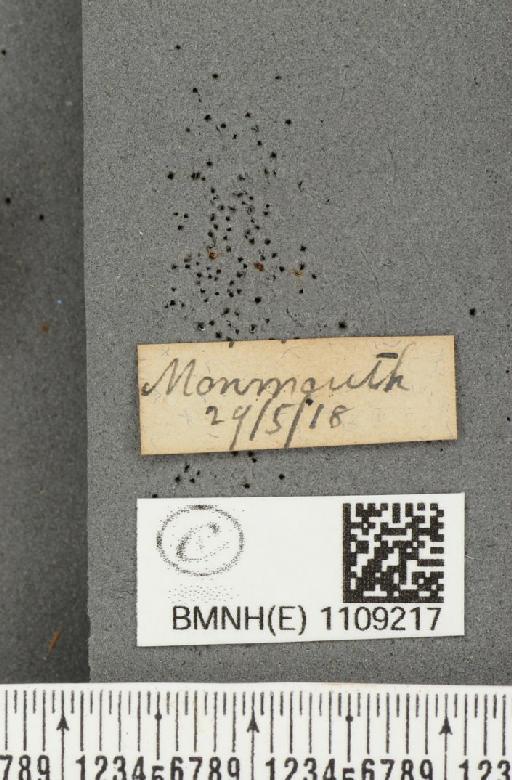 Euphydryas aurinia (Rottemburg, 1775) - BMNHE_1109217_label_50801