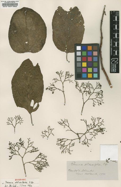 Premna obtusifolia R.Br. - BM000019554