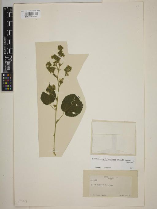 Allosidastrum hilarianum (C.Presl) Krapov., Fryxell & Bates - BM013833661