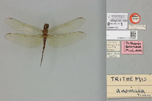 Trithemis anomala Pinhey, 1955 - 011250489_dorsal