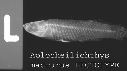 Haplochilus macrurus Boulenger, 1904 - Aplocheilichthys macrurus LECTOTYPE