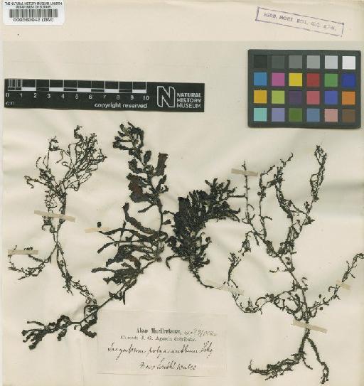 Sargassum siliquastrum (Mert. ex Turner) C.Agardh - BM000563043