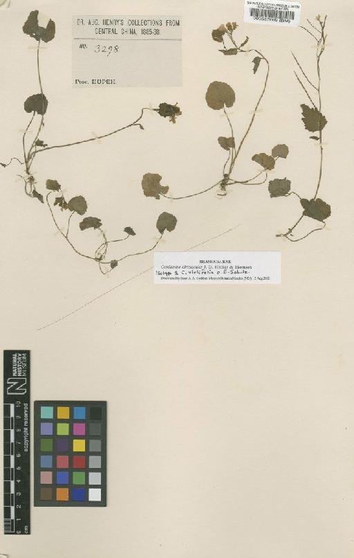 Cardamine circaeoides Hook.f. & Thomson - BM000587602