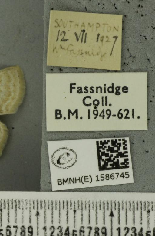 Scopula floslactata floslactata (Haworth, 1809) - JASMIN_009175_label_271573