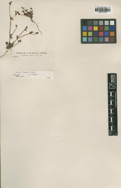 Eriogonum foliosum S.Watson - BM001024482