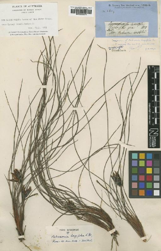 Patersonia sericea var. longifolia (R.Br.) C.Moore & Betche - BM000939370