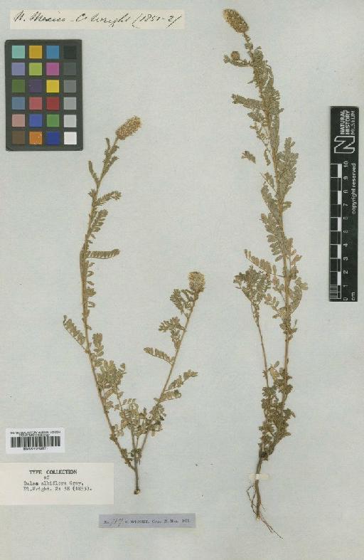 Dalea albiflora A.Gray - BM001042571