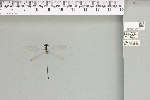 Elattoneura longispina Lieftinck, 1937 - 012495753_803329_1254113