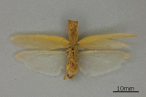 Orthodera gracilis Giglio-Tos, 1917 - 013805553_Orthodera_gracilis_Ventral_habitus_Syntype