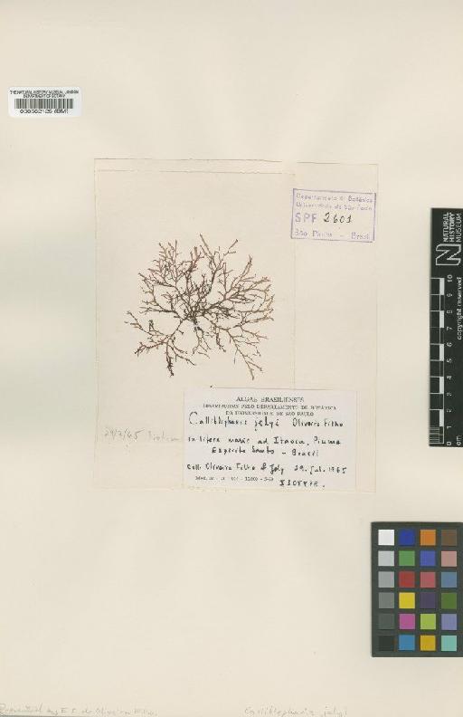 Craspedocarpus jolyi Barton - BM000562125