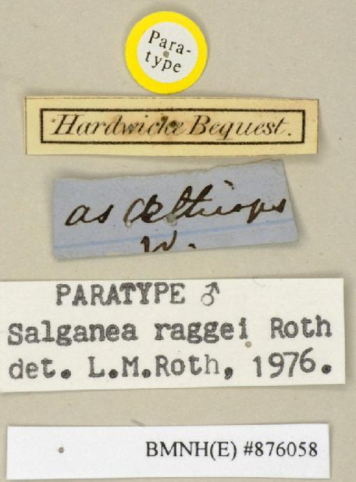 Salganea raggei Roth, 1979 - Salganea raggei Roth, 1979, male, paratype, labels. Photographer: Edward Baker. BMNH(E)#876058