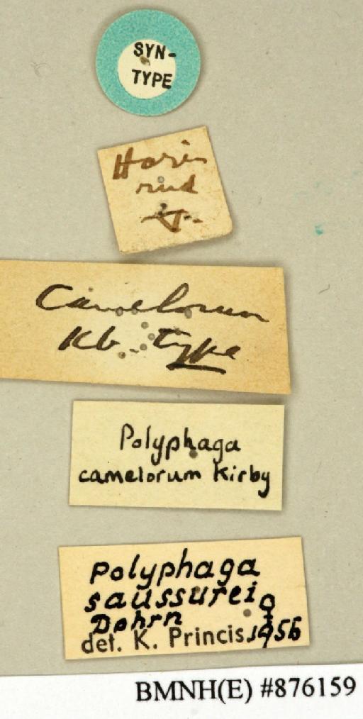 Polyphaga camelorum Kirby, 1903 - Polyphaga camelorum Kirby, 1903, female, syntype, labels. Photographer: Edward Baker. BMNH(E)#876159