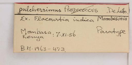 Mombasinia pulcherrimus De Lotto, 1961 - 010715128_additional