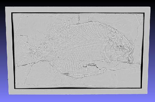 Dapedium punctatum (Agassiz, 1835) - Surface scan of NHMUK PV P 3566. Dapedium punctatum