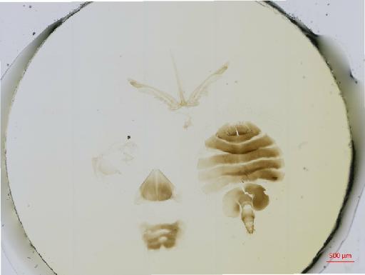 Hexacladia mantua Noyes, 2010 - 010178952__2017_01_31-Scene-3-ScanRegion2