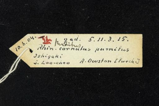 Rhinolophus perditus K. Andersen, 1918 - 1905_11_3_15-Rhinolophus_perditus-Holotype-Skull-label