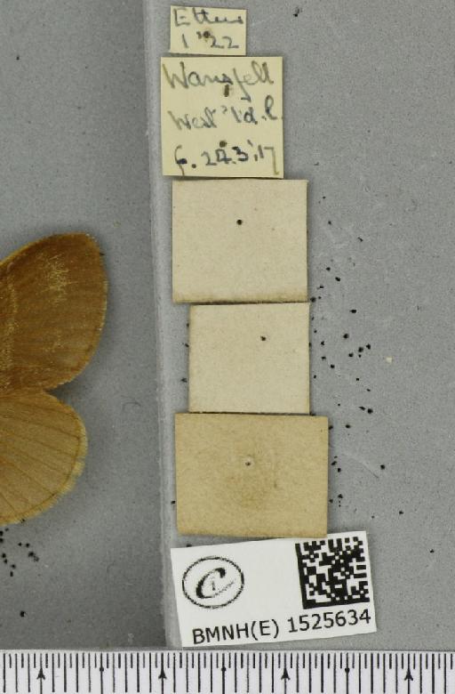 Macrothylacia rubi (Linnaeus, 1758) - BMNHE_1525634_label_196257