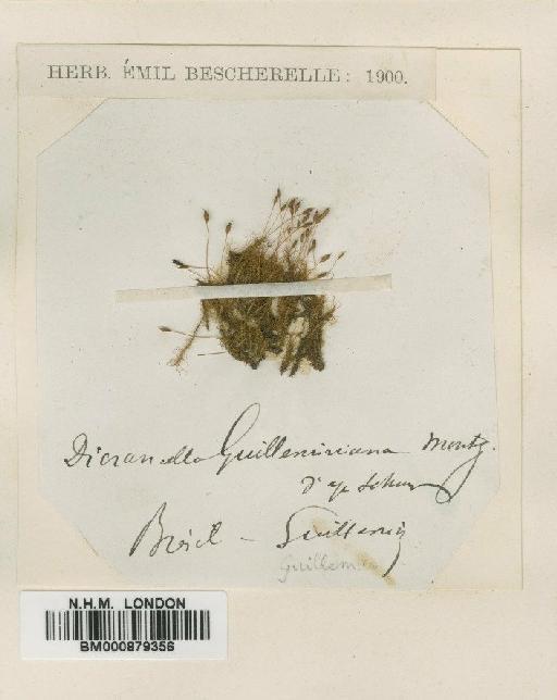 Anisothecium grevilleanum (Brid.) Arnell & C.E.O.Jensen - BM000879356