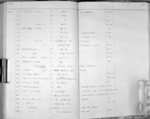 Halicnemia patera Bowerbank, 1864 - Zoology Accessions Register: Spongiida: 1938 - 1954: page 213