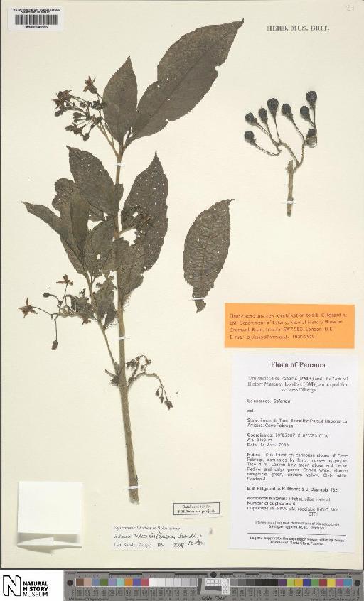 Solanum vacciniiflorum Standl. & L.O.Williams - BM000849292