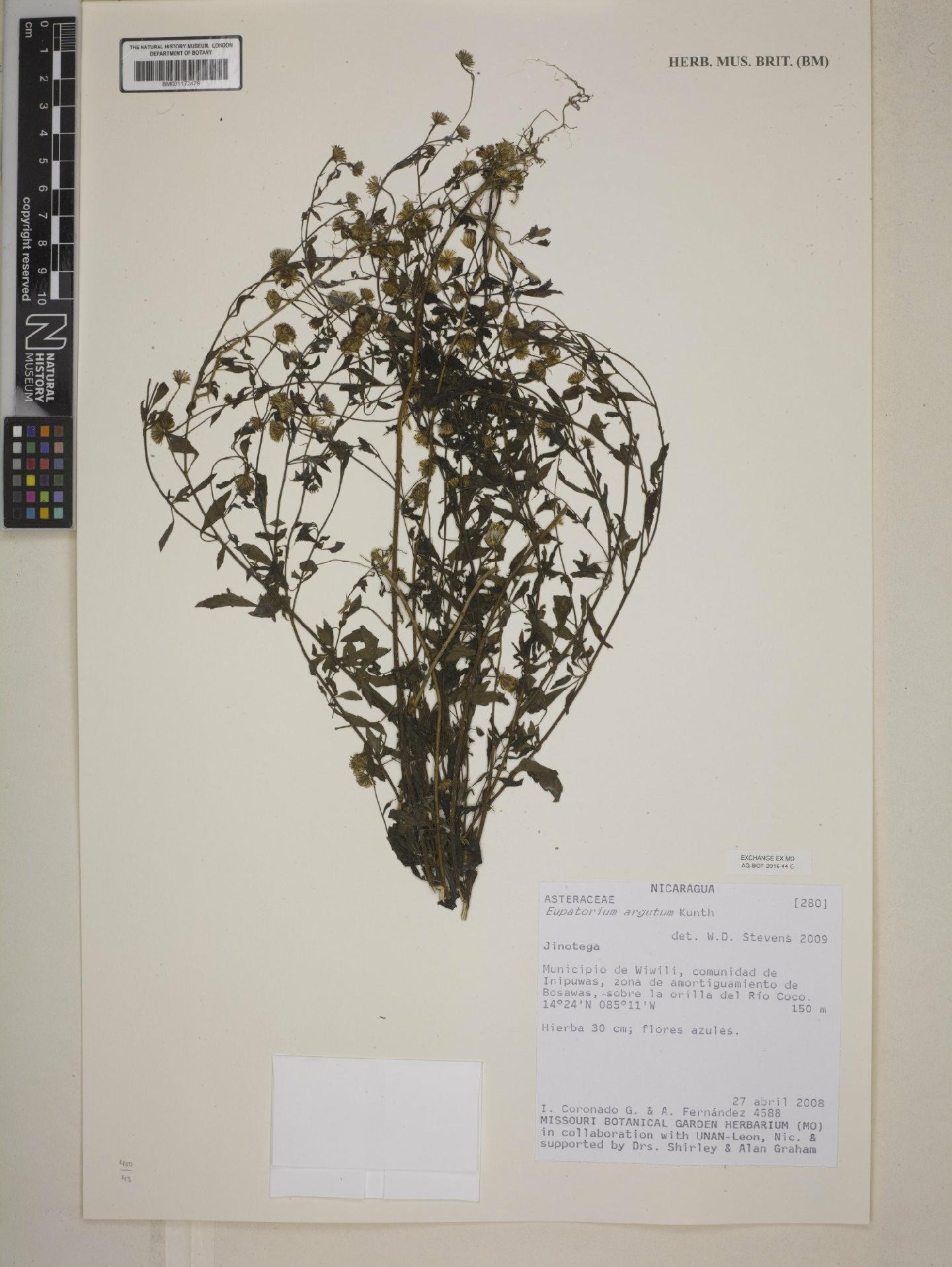 To NHMUK collection (Eupatorium argutum Kunth; NHMUK:ecatalogue:7977258)