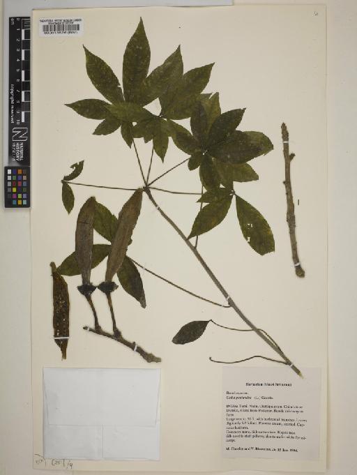 Ceiba pentandra (L.) Gaertn - BM000013826