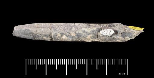 Passaloteuthis milleri (Phillips, 1867) - PI CC 1134 - belemnite