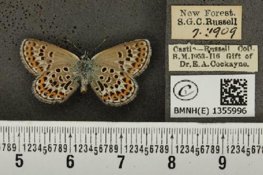 Plebejus argus argus ab. basijuncta Tutt, 1909 - BMNHE_1355996_153614