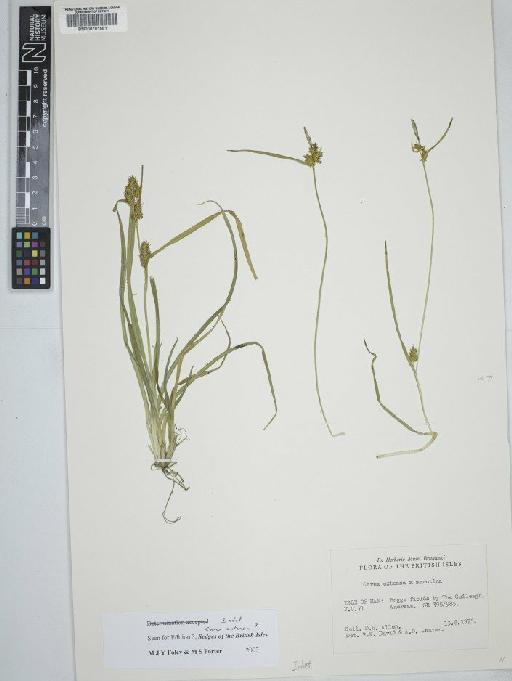 Carex extensa Gooden. × C. viridula subsp. viridula Michx. - BM000791581  C