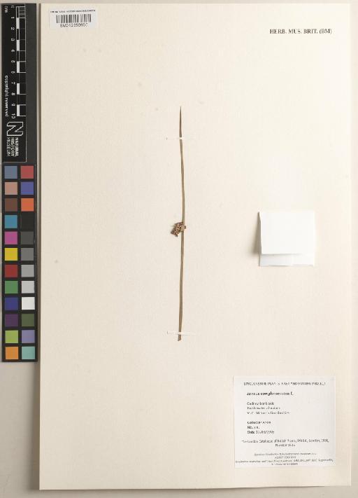 Juncus conglomeratus L. - 012556605