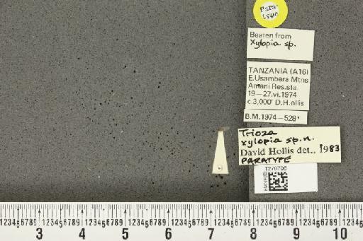 Trioza xylopia Hollis, 1984 - BMNHE_1270708_7721