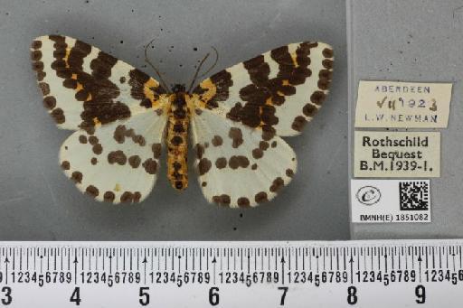 Abraxas grossulariata (Linnaeus, 1758) - BMNHE_1851082_414464